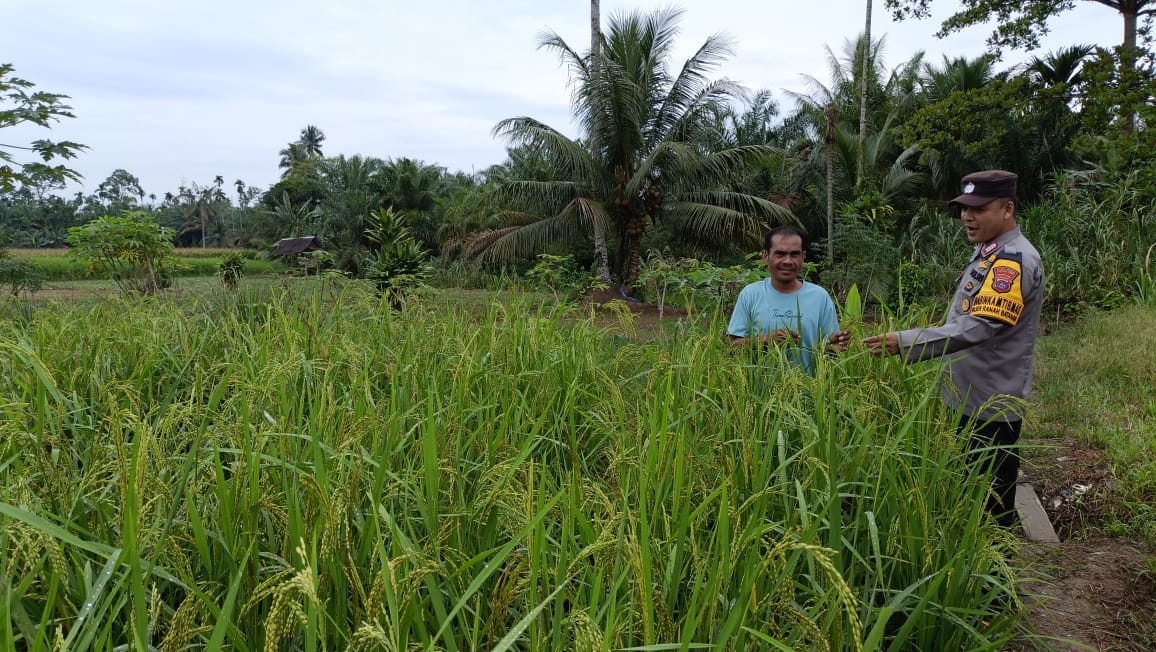 Bhabinkamtibmas Polsek Ranah Batahan Gelar Silatuhami Bersama Petani Padi di Desa Baru Pasaman Barat