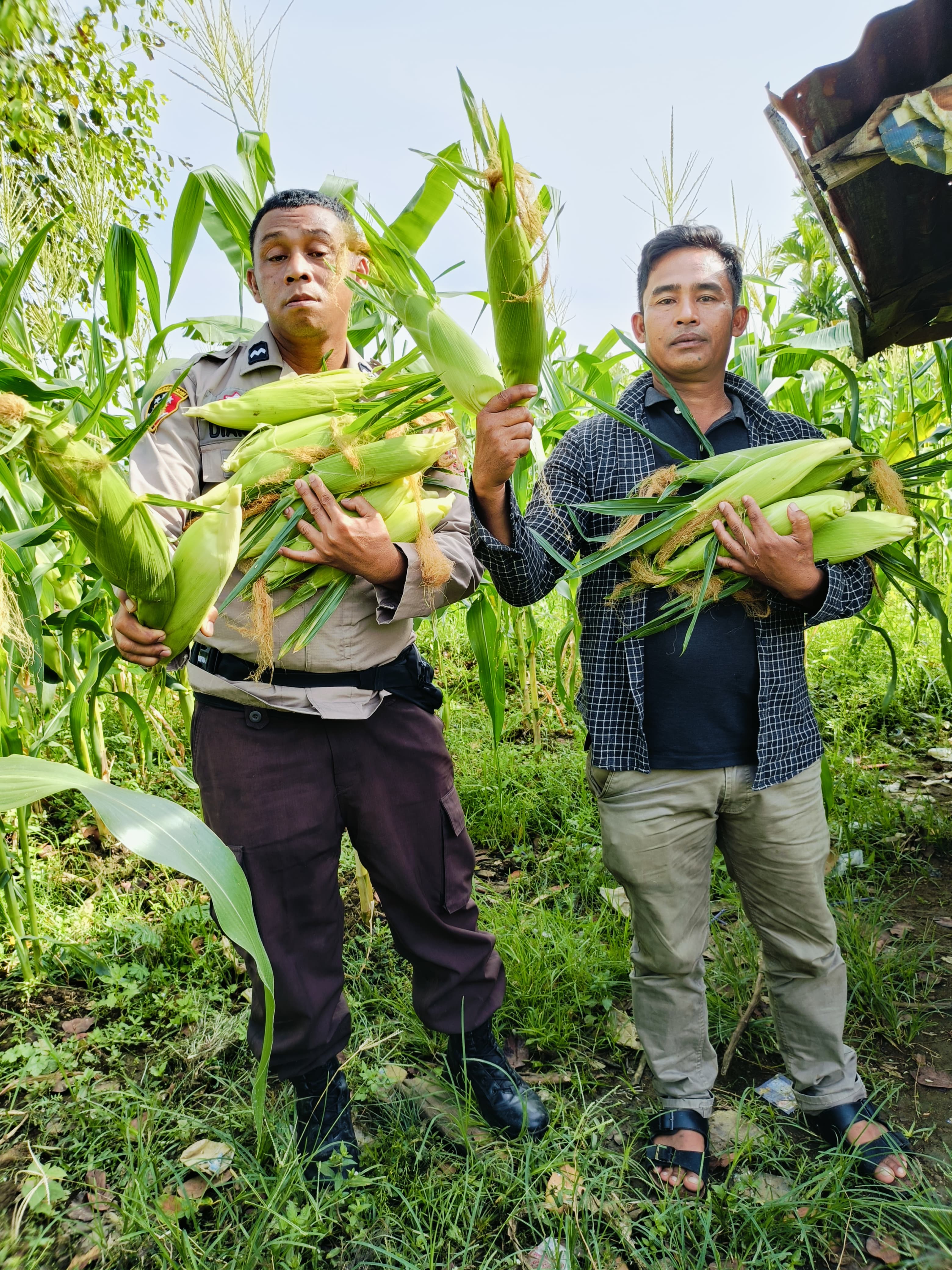 Dukung Ketahanan Pangan Nasional, Anggota Polisi dan Petani Panen Jagung Bersama