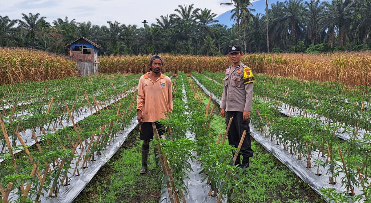 Bhabinkamtibmas Polsek Pasaman Lakukan Pendampingan Kepada Petani Cabai di Kampung Cubadak Pasaman Barat