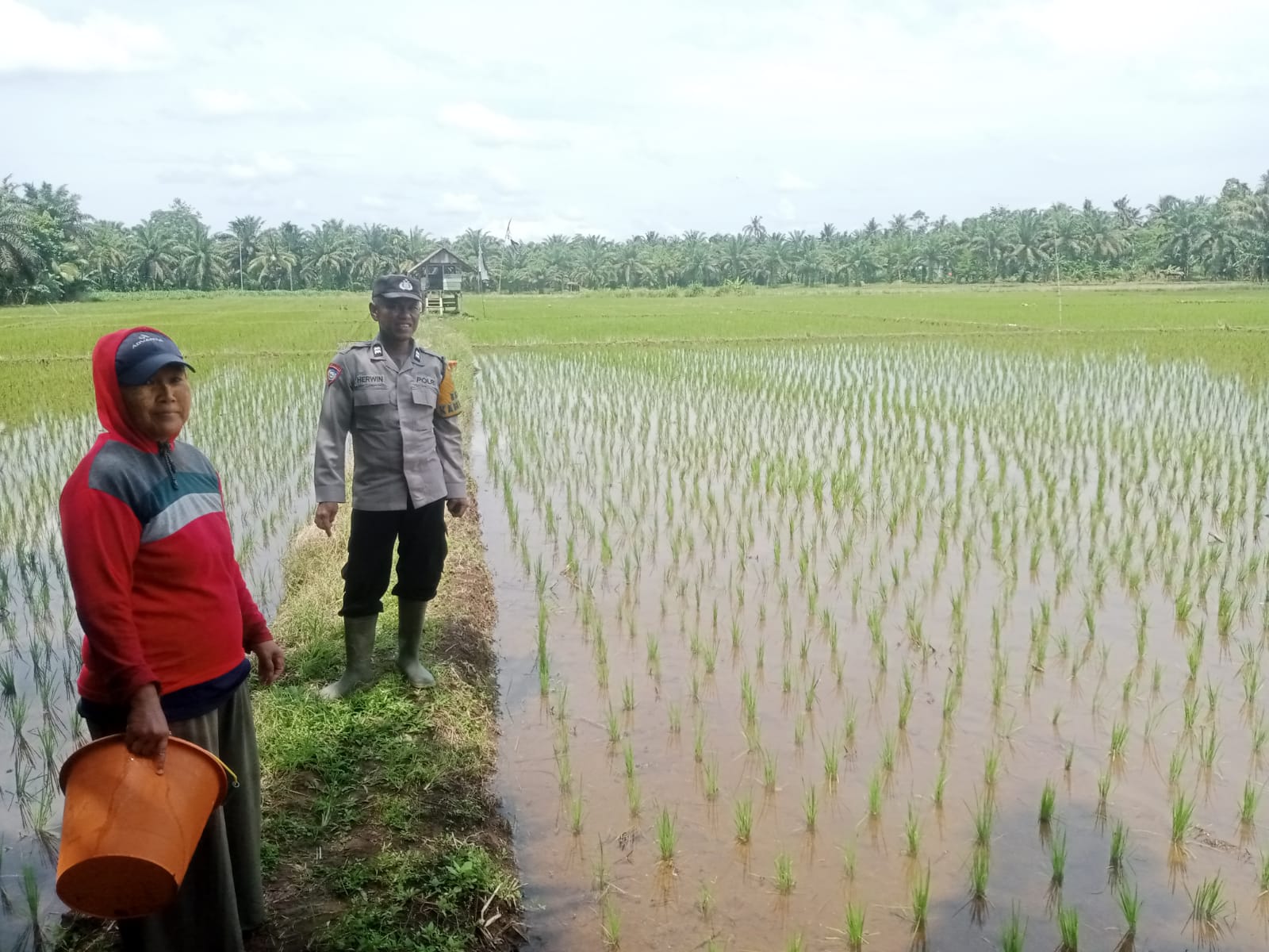 Bhabinkamtibmas Polsek Kinali Lakukan Pendampingan Kepada Petani Padi di Wonosari Bancah Kariang Pasaman Barat