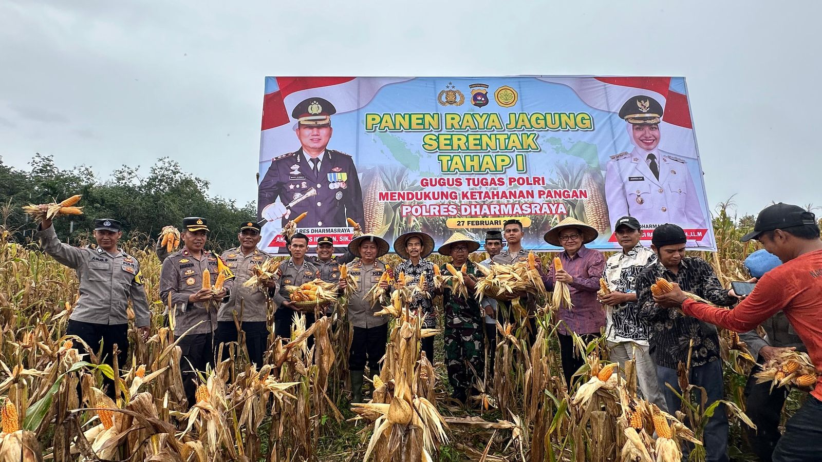 Kapolres Dharmasraya Pimpin Panen Jagung Serentak Tahap I dalam Rangka Mendukung Ketahanan Pangan Polri