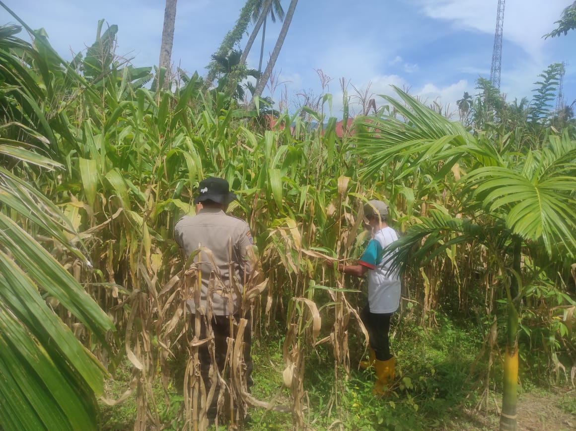 Dukung Program Ketahanan Pangan Nasional, Lahan 0,8 H Hasilkan 1,5 Ton Jagung.