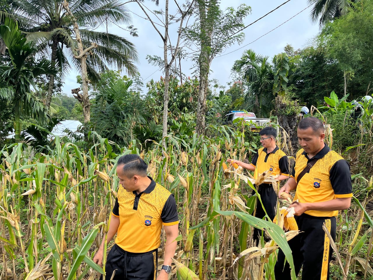 Kapolsek Barangin dan Jajaran Laksanakan Panen Jagung Bersama Warga, Dukung Program Ketahanan Pangan Nasional