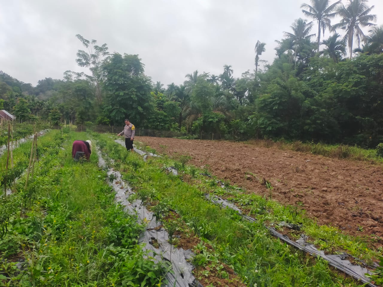 Bhabinkamtibmas Nagari Banai Sosialisasi warga menanam Cabai dan Singkong Dukung Program Ketahanan Pangan
