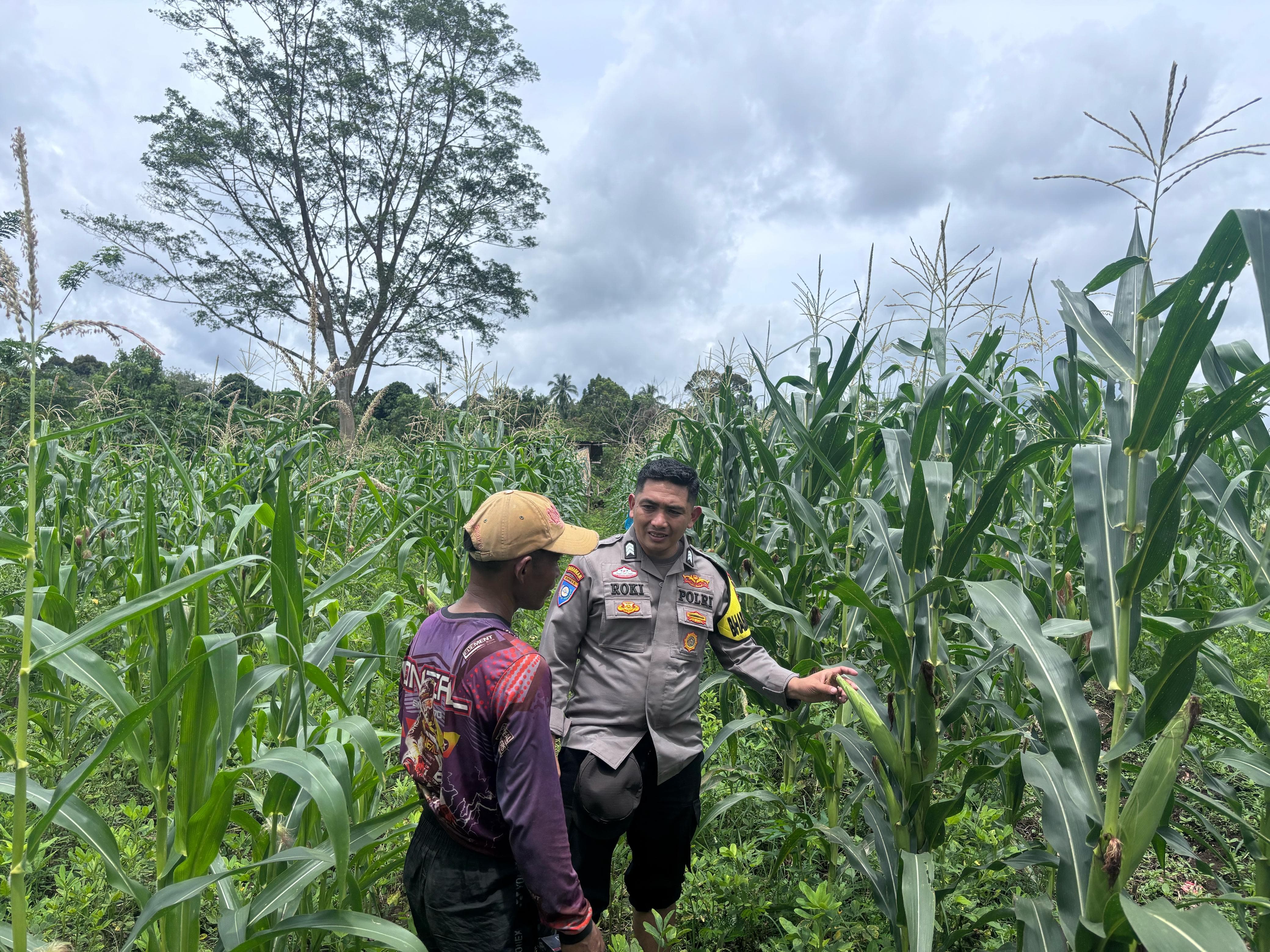 Dari Seragam ke Cangkul: Ketahanan Pangan Prabowo Mekar di Tanah Sangir Jujuan”