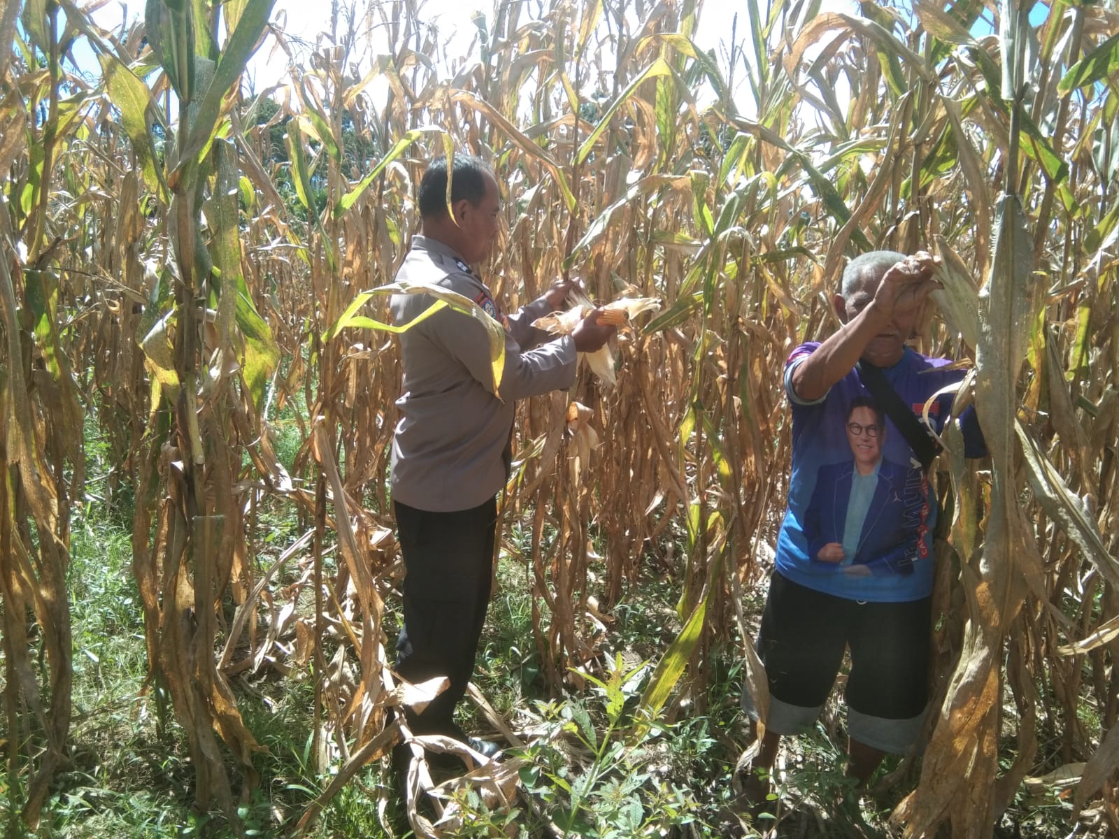 Dukung Asta Cita Di Kecamatan Talamau, Bhabinkamtibmas Polres Pasaman Barat Lakukan Pemantauan Panen Jagung