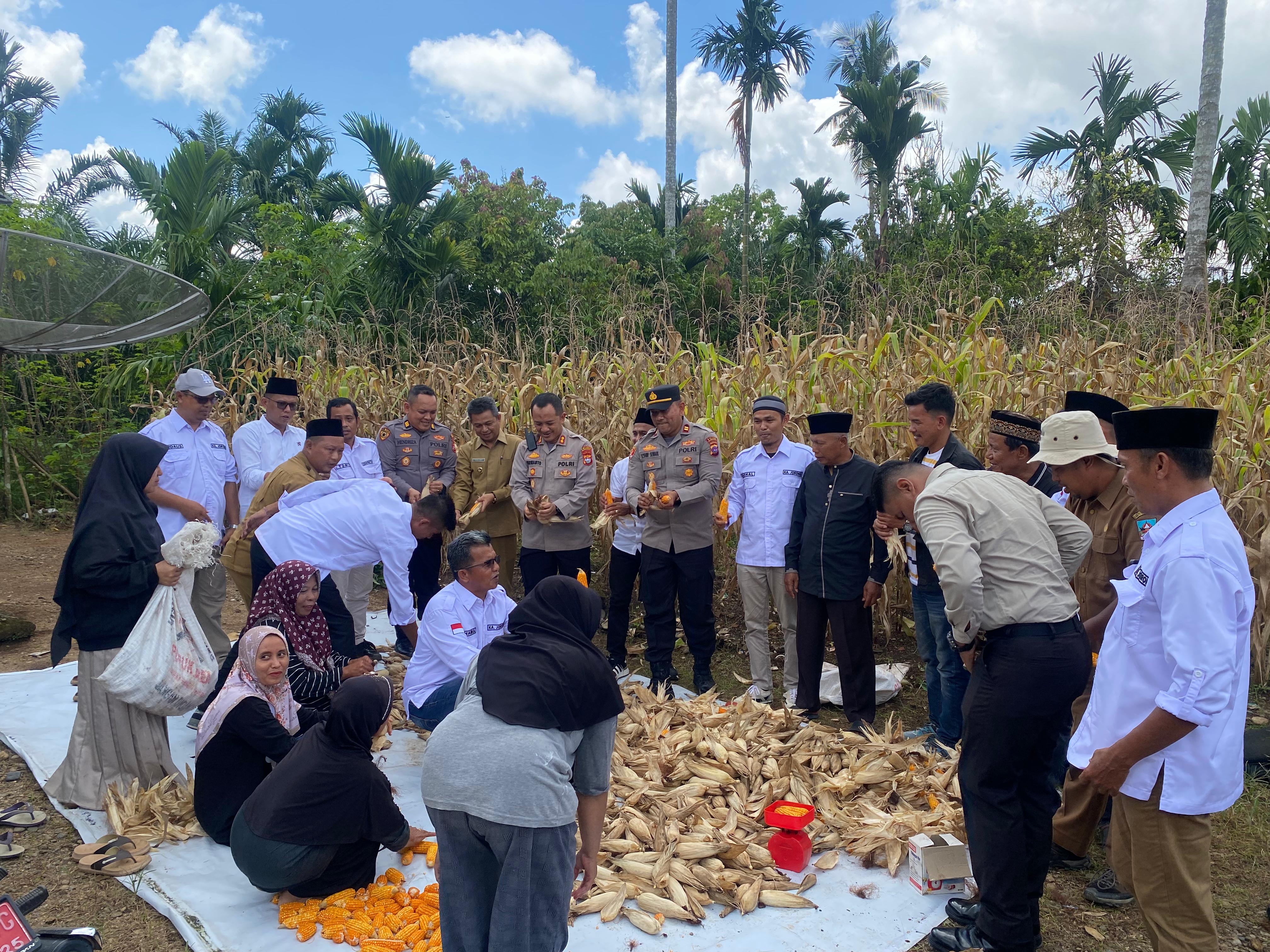 Kapolres Dharmasraya Panen Jagung Bersama KWT Tunas Muda, Dukung Ketahanan Pangan Menuju Indonesia Emas 2045