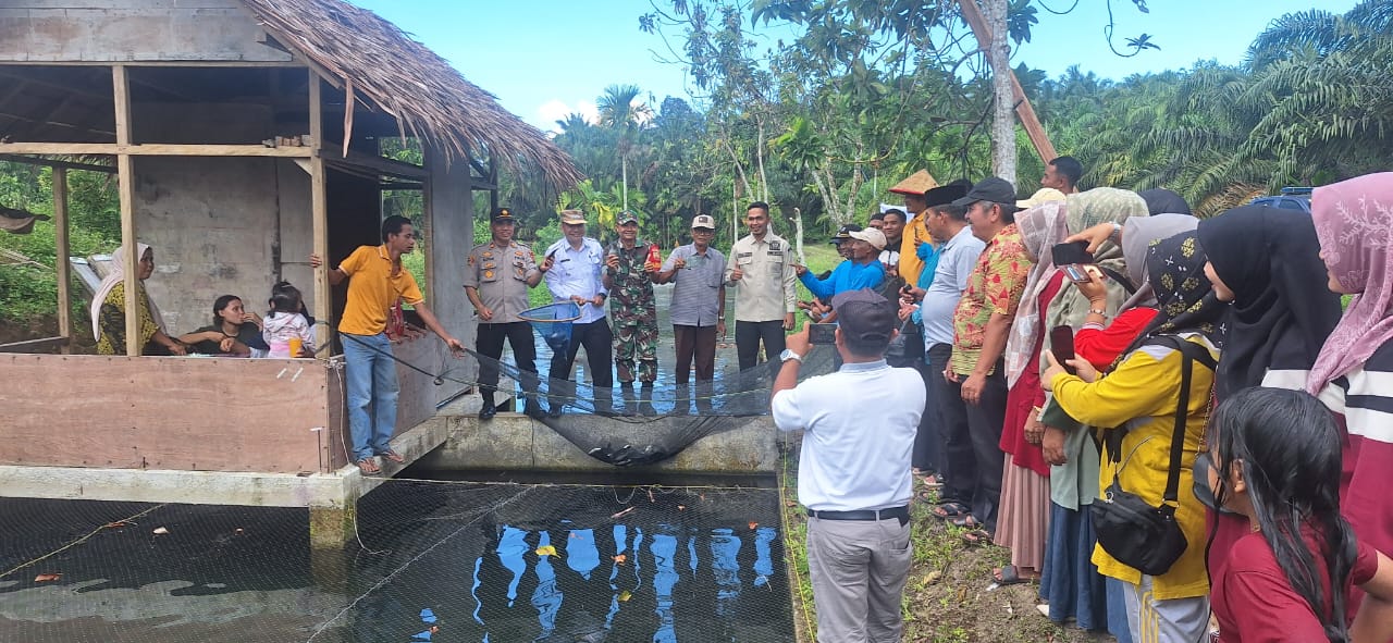 Kapolsek Kinali Hadiri Panen Raya Budidaya Ikan Air Tawar, Dalam Rangka Dukung Ketahanan Pangan Di Kabupaten Pasaman Barat
