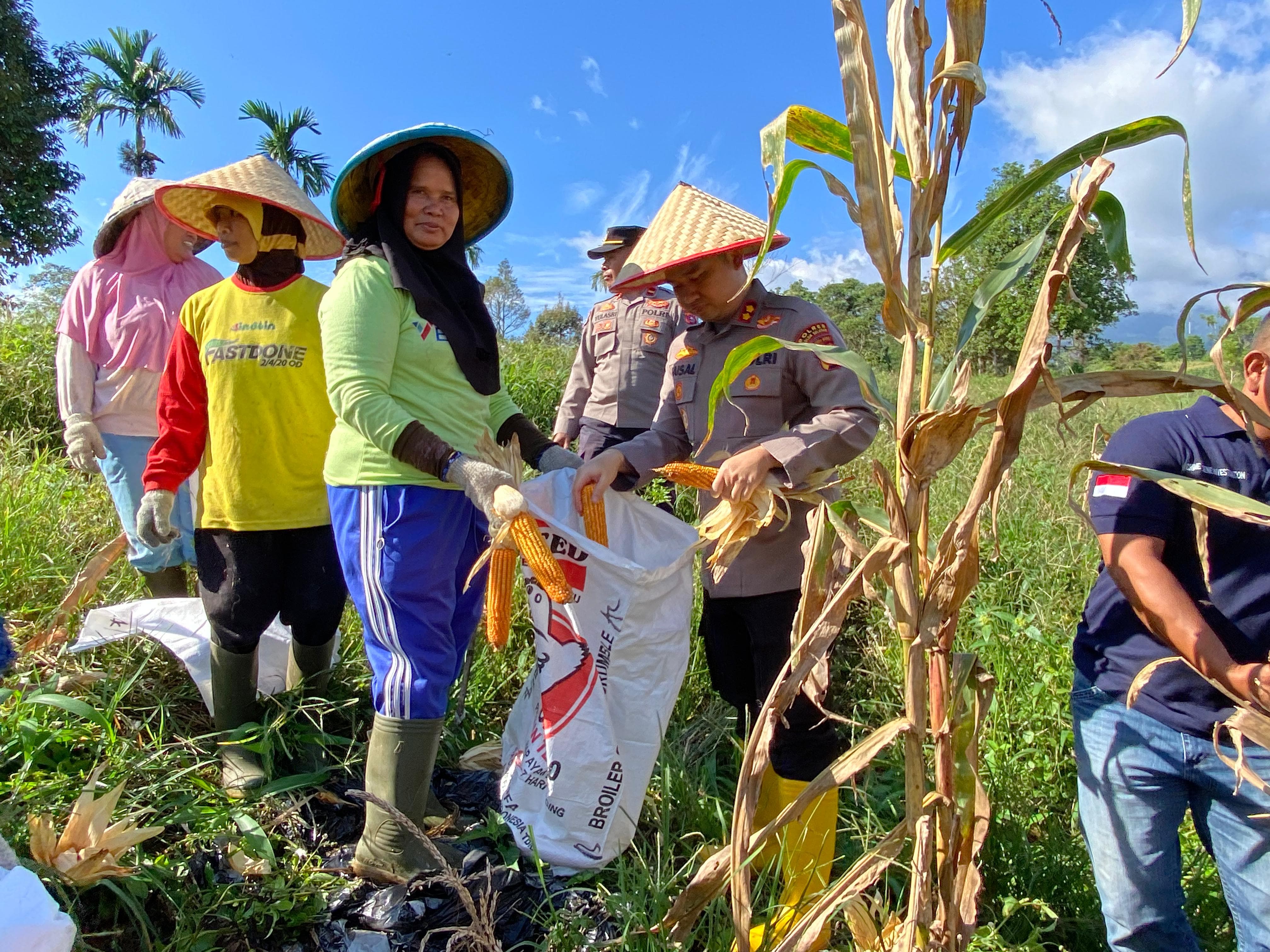 Dukung Ketahanan Pangan, Kapolres Solok Selatan Panen Jagung Bersama Personel: Bukti Polisi Peduli Negeri