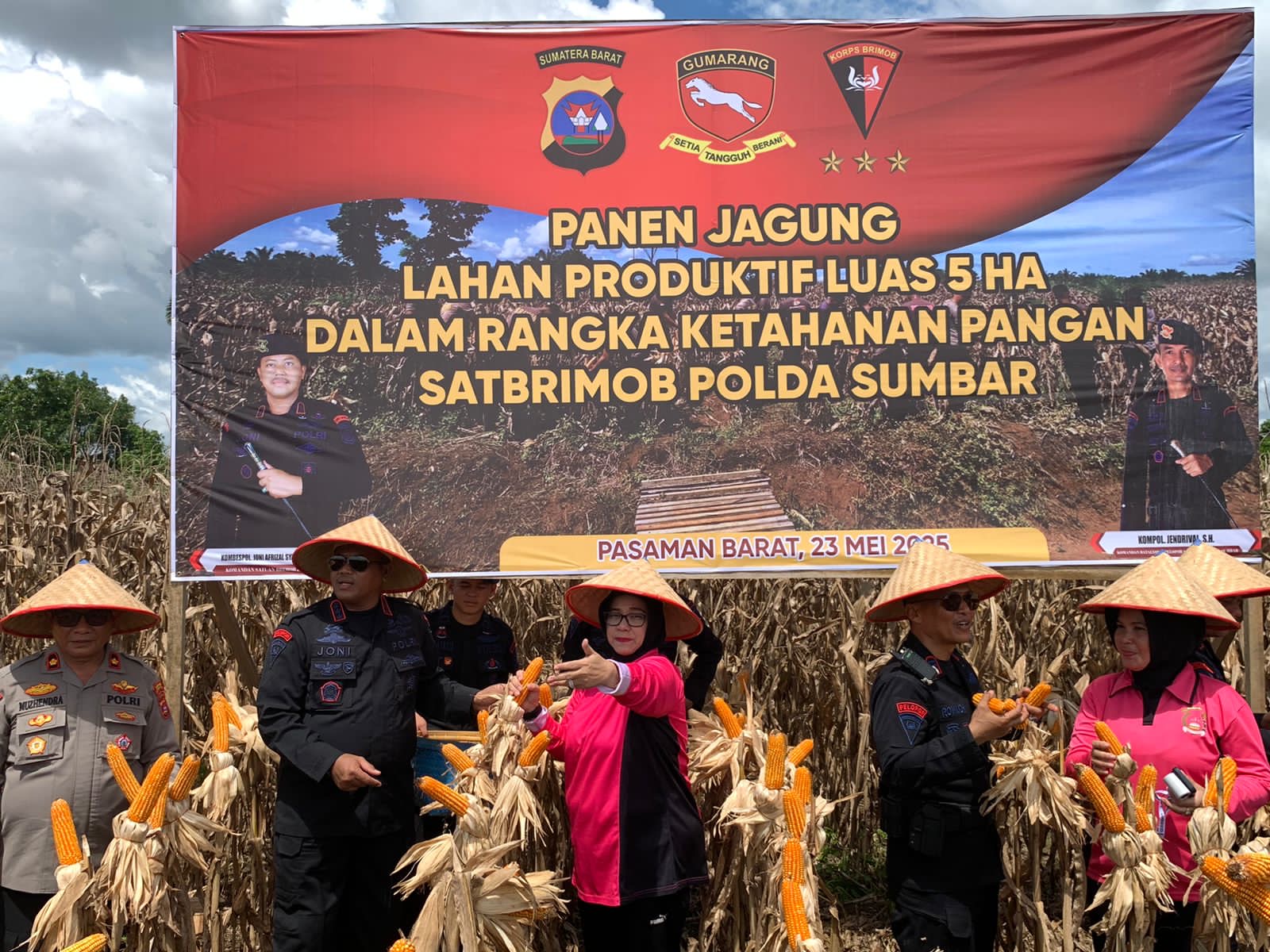 Brimob Polda Sumbar Panen 5 Hektar Jagung: Bukti Pengabdian untuk Negeri