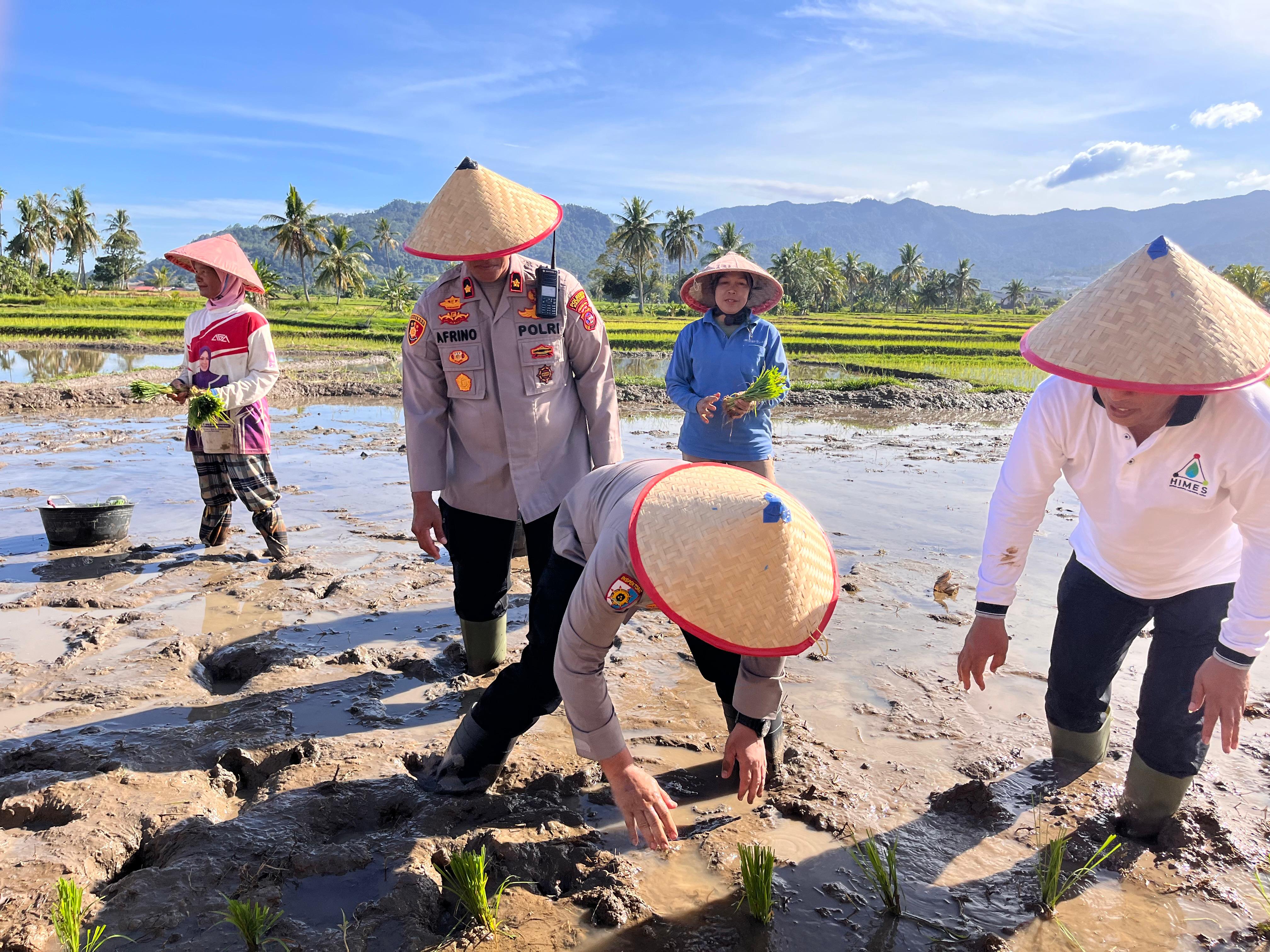 Dukung Swasembada Pangan 2025, Kapolda Sumbar Tanam Padi di Koto Tangah, Padang
