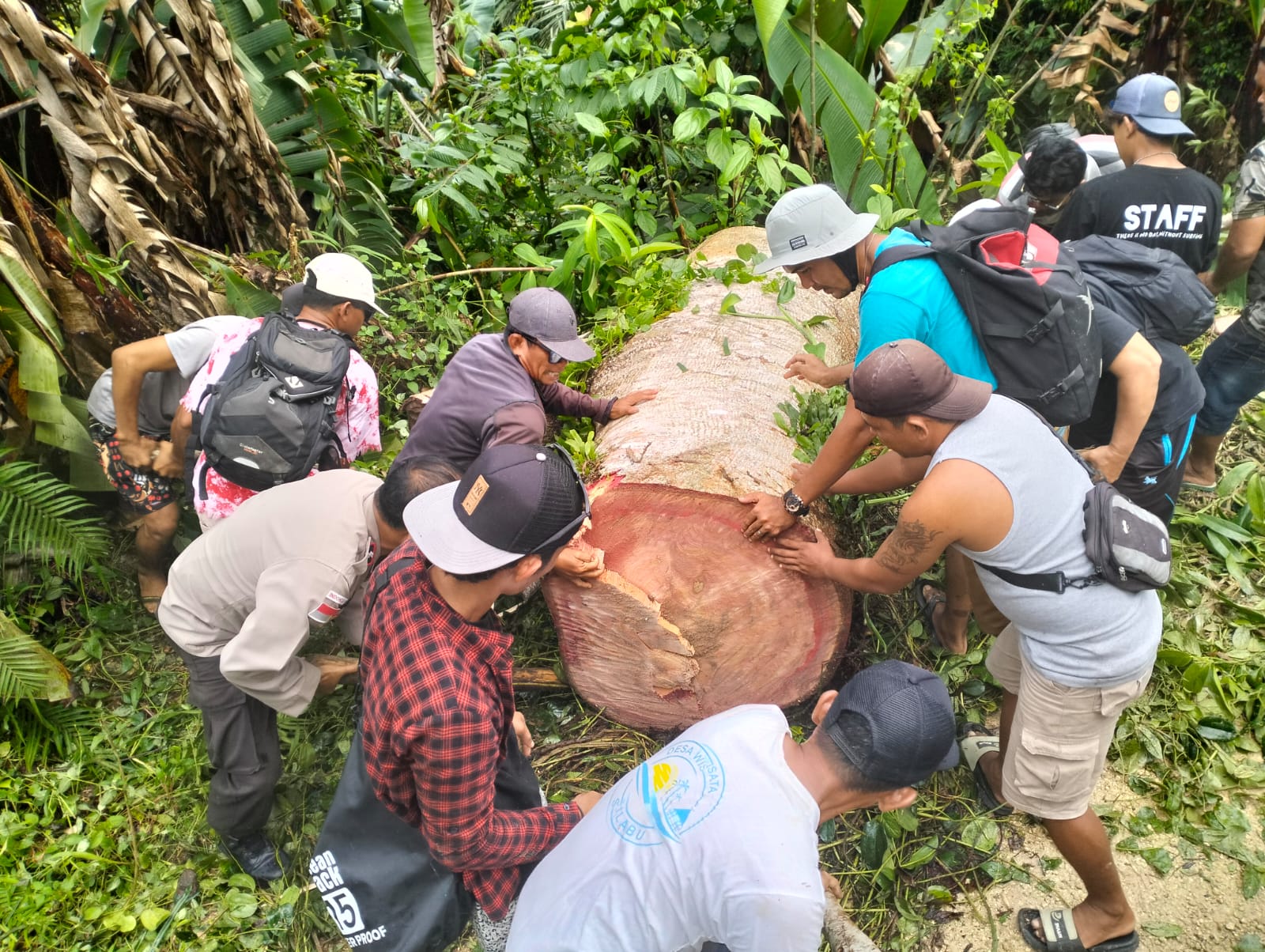 Bhabinkamtibmas Desa Sinaka, Aipda Joni Ferwira, Bantu Evakuasi Pohon Tumbang di Jalan