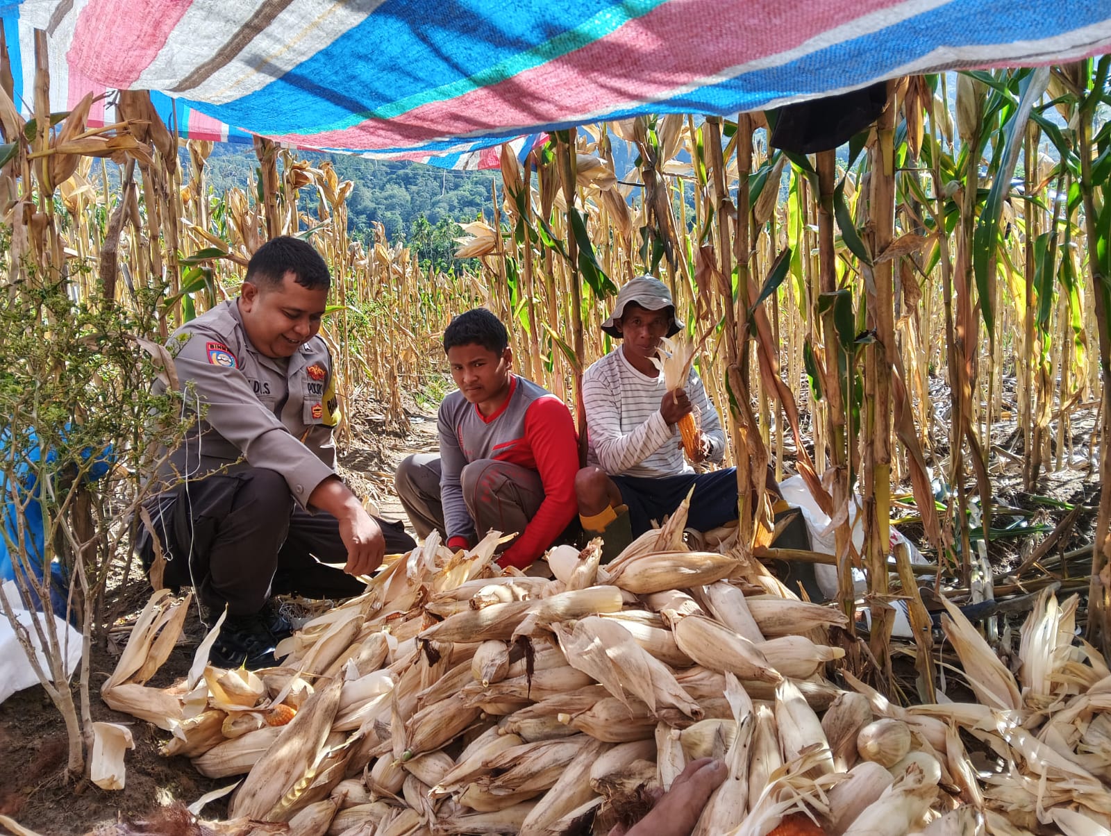 Polres Solok Selatan Dukung Ketahanan Pangan, Bhabinkamtibmas Dampingi Masyarakat Panen Jagung.