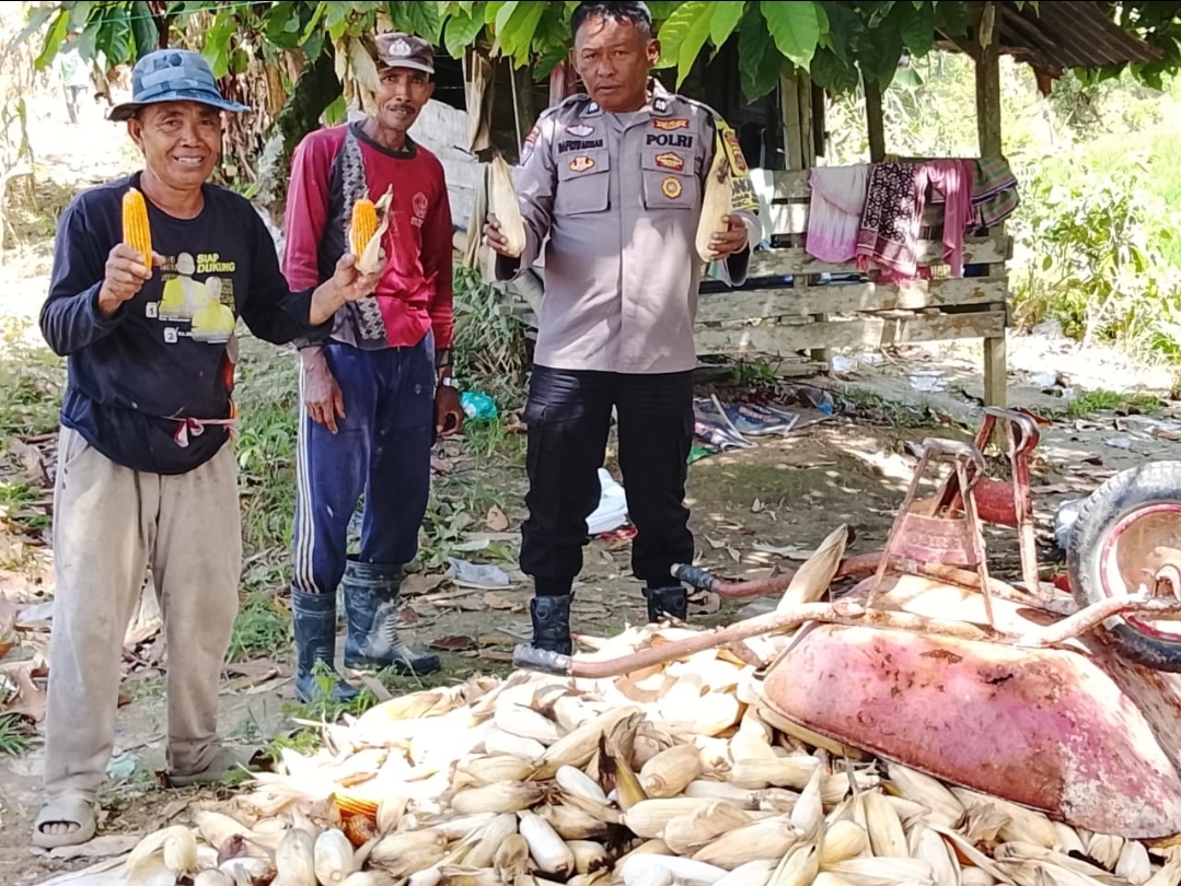 Bhabinkamtibmas Nagari Siguntur Dukung Program Ketahanan Pangan Nasional Melalui Panen Jagung Bersama Warga