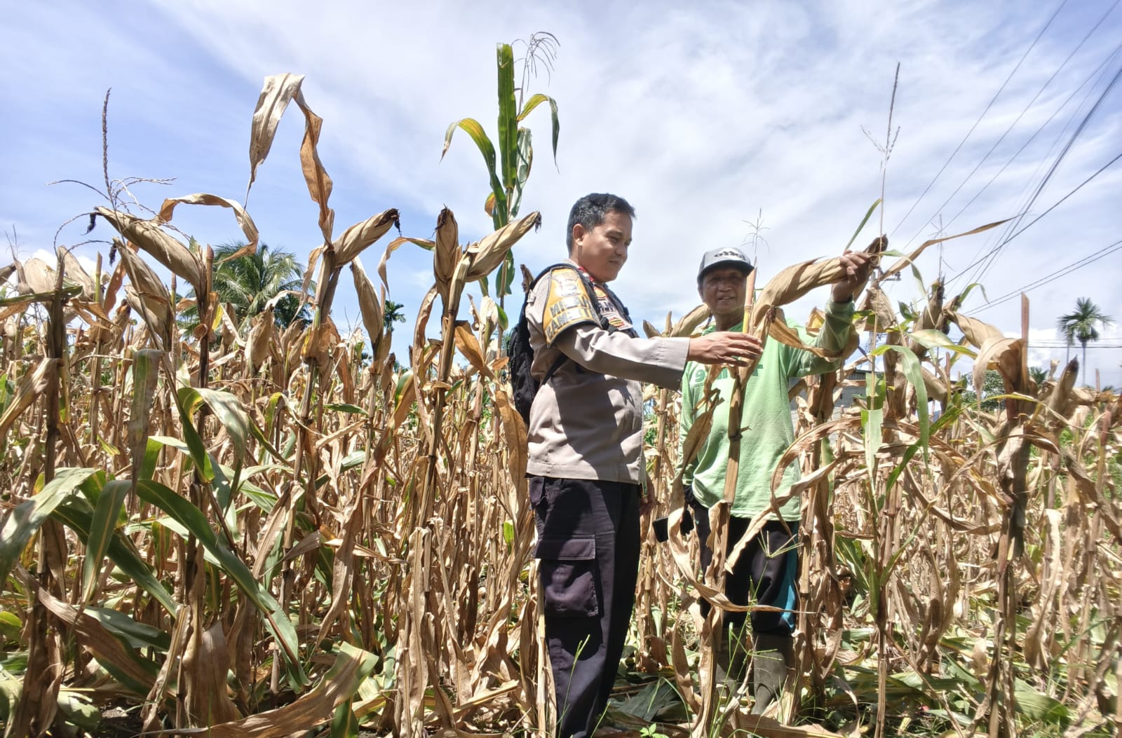 Sinergi Polri-Masyarakat Jaga Ketahanan Pangan: Bhabinkamtibmas Solok Selatan Dampingi Panen Jagung 500 Kg